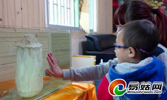 渝陕交界景区发现一株千年太岁2