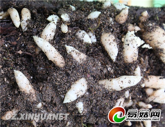 1113218438_14157771589501n