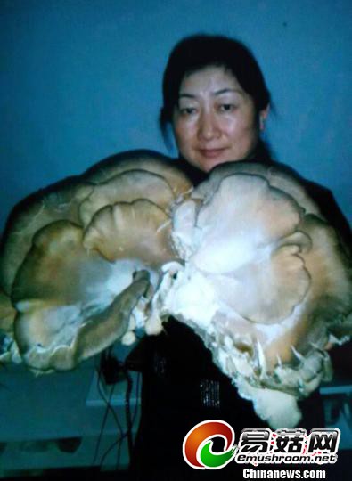 新疆一居民发现巨型野生蘑菇重达3.6公斤（图）