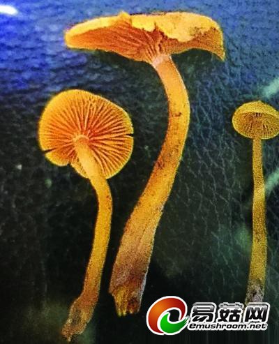 三兄妹吃野蘑菇中毒 一人死亡另两人需换血三遍