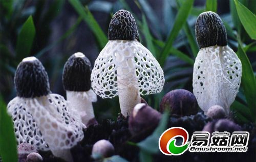 敢想才会赢穿裙子的ManBetX体育高价不愁卖（图）