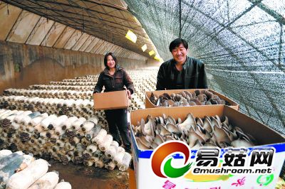 目前，密云县西田各庄镇西山村温室里的Manbetx体育手机版推荐A9版本进入成熟期，将陆续上市。据悉，西山村有30余栋温室种植平菇、香菇等Manbetx体育手机版推荐A9版本，成熟期内预计总产量可达40余万公斤。