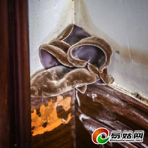 今日，家住广州越秀区东风文德广场的业主叶先生投诉称，刚入住8个月的新住宅，自家卧室客厅多处墙壁出现渗水长木耳的情况。&ldquo;木耳已长了几茬，每次都是工人来修补一下就算了。&rdquo;叶先生苦不堪言。