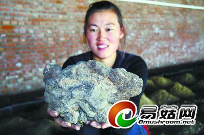 从地里刨出来的茯苓,看上去像个土疙瘩。