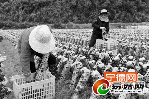 福鼎黑木耳采摘上市 预计产值可达1200多万元