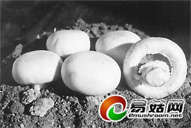 蘑菇专家下乡记