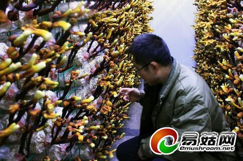 绥德农民种出灵芝 春节可上市