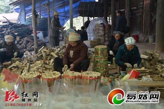 靖州灵芝产业促农村老人&ldquo;二次就业&rdquo;