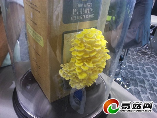 巴黎世界博览会-Manbetx体育手机版推荐A9版本趣味园艺(法国) (3)