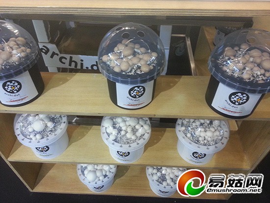 双孢菇趣味厨艺园艺(法国) (3)