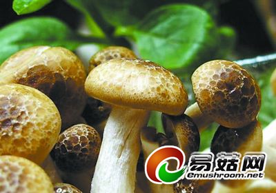 冬种香菇防幼蕾萎死