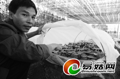 村民们种植的灵芝