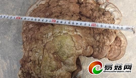 灵芝冠部宽度达30多公分