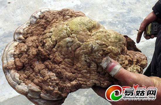 QQ截图20141218102644