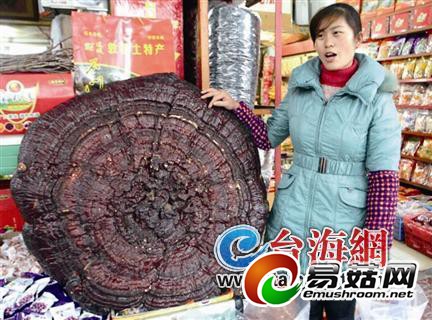 龙岩发现特大野生灵芝菌 胸围1米体重达11斤
