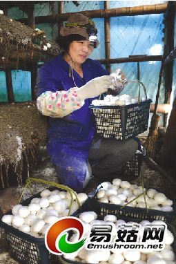 温岭的蘑菇，越来越不会&ldquo;生&rdquo;了