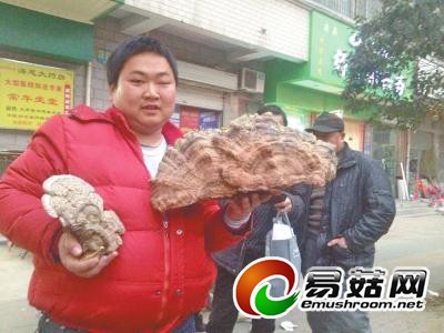 这个&ldquo;灵芝&rdquo;呈半圆形，长约半米，比一个洗脸盆还大。