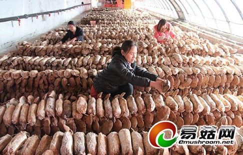 w_201501090630393377