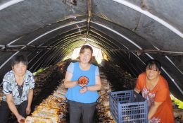 李淑平(中)在指导学员采集蘑菇。