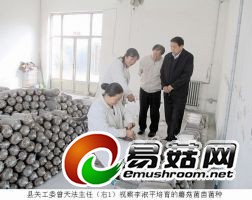 屯留县关工委曾天法主任(右一)了解李淑平(左二)培育的蘑菇菌苗、菌种。
