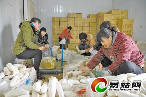 农民利用玉米芯、花生壳 发展ManBetX体育种植