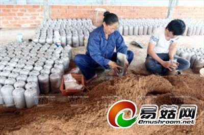 附图:灰鲍鱼菇新种植。