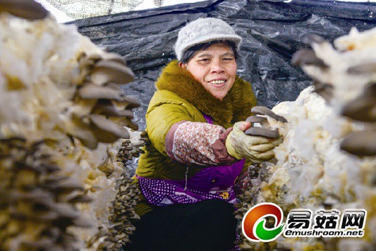 浙江:桐庐县引进黑平菇获得良好效益