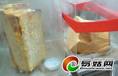 高雄一公司以投资牛樟芝当幌子 吸金3000万台币