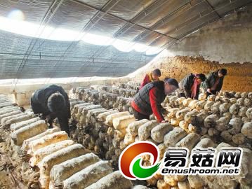 村民正在检查装袋的Manbetx体育手机版推荐A9版本