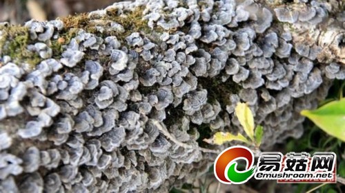 福鼎深山一株枯木上结满&ldquo;千层蘑&rdquo; 令人称奇