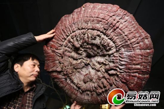 郑州现巨型野生灵芝,生长年份超200年。