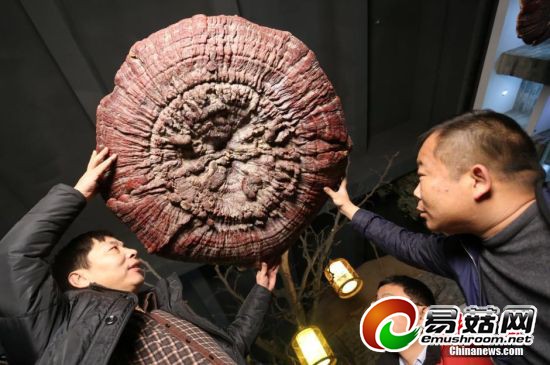 郑州现巨型野生灵芝,生长年份超200年。