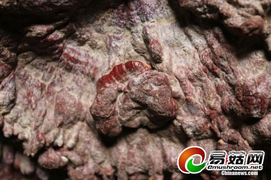 灵芝上又生出了小灵芝。