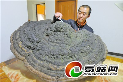 黄先生在清理他的“灵芝”。