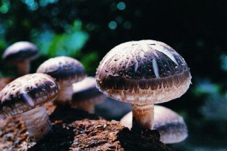 开启菌菇产业发展新纪元 新香菇市场正式投入试运营