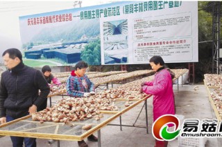 创新生产培育创新交易形态 庆元香菇跳“百变之舞”