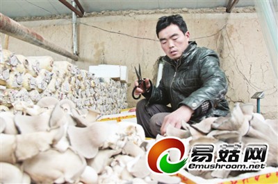 1月23日，种植户赵方圆在整理蘑菇。