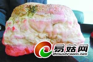 “太岁”侧面形态。