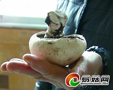 女子超市买回蘑菇放冰箱 4天后长大1倍