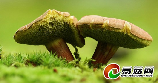 133959362_14226055900051n