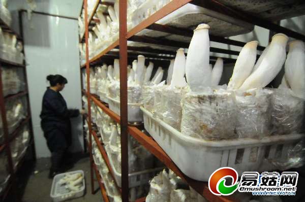#（晚报）黑龙江牡丹江反季杏鲍菇陆续上市