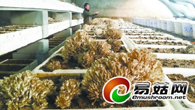 野生栗蘑原本夏季长，现如今冬季也能把&ldquo;花&rdquo;开。昌平区农业技术推广中心通过栽种前对菌棒进行冷冻处理、温室模拟生长环境，于去年11月底栽种成功第一批栗蘑菌棒。日前，反季栗蘑陆续现蕾。图/文 韩洁静 李颂君