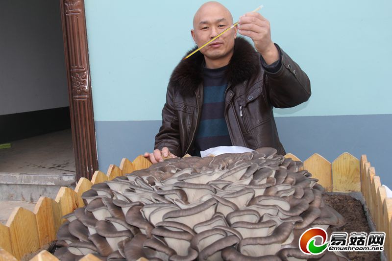 伊川&ldquo;大蘑菇&rdquo;冲刺吉尼斯