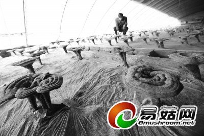 昨天，昌平区十三陵镇老龙山灵芝天麻种植基地的工人们，正在温室里忙着采收冬灵芝。这些灵芝不仅能做成盆景，还能制作出灵芝孢子粉、灵芝片、灵芝酒等营养品。