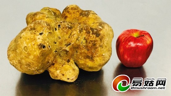 澳男子在农场发现珍贵白松露系澳首次发现白松露