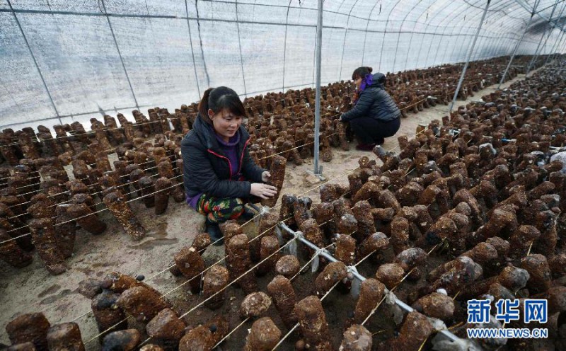 1114699518_14267542245891n