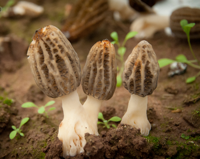 川ManBetX体育1号