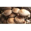 供应鲜香菇，距北京3小时车程，鲜货当日达