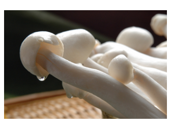 海鲜菇霸气“逆袭” 变身菌界“明星”