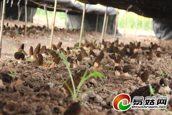 Manbetx体育手机版推荐A9版本